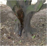 Figura 3.- Exudación gomosa en un árbol afectado por Phytophthora.