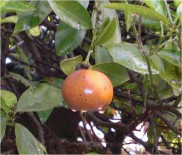 Figura 1.- Fruto de mandarina con síntomas de aguado en campo.