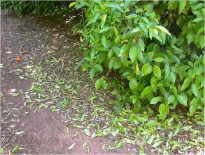 Defoliación intensa causada por infecciones de A. alternata