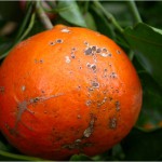 Costras suberosas causadas por A. alternata en fruto de 'Murcott'