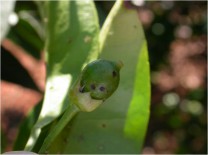 Fruto joven de tangelo 'Minneola' afectado de mancha marrón
