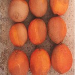 Fidura 2.- Desarrollo de aguado en frutos de naranja durante su conservación en almacén.