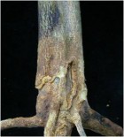 Figura 1.- Podredumbre del cuello en un árbol joven injertado sobre Citrange 'Carrizo'