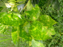Hojas de pomelo con lesiones incipientes de cercosporiosis (Ghana).