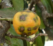 Fruto de mandarina con lesiones agregadas causadas por Pseudocercospora angolensis (Angola).
