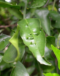 Hojas de mandarino con deformaciones causadas por infecciones de Elsinoë fawcettii (Florida, EE.UU.).