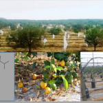 Seminario IVIA:  Living with HLB. La nueva realidad de la citricultura de Florida