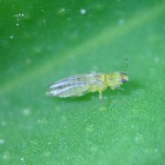 Monitoreo de Scirtothrips aurantii