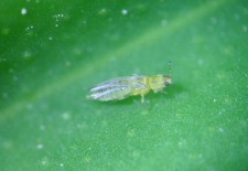 Monitoreo de Scirtothrips aurantii