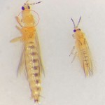 Comparativa ente hembras de Frankliniella occidentalis (izquierda) y Scirtothrips aurantii (derecha)