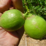 Limones con daño