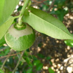 Daño severo de S. aurantii