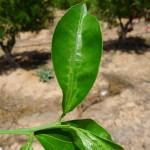 Daño en hoja