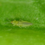 Nueva ficha disponible de Scirtothrips aurantii