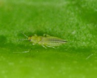 Nueva ficha disponible de Scirtothrips aurantii