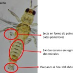 Detalle de los carácteres morfologicos para identificar machos de S. aurantii