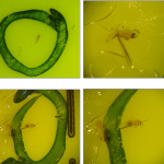 Detalle de individuos de S. aurantii pegados en trampa amarilla