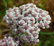 Figura 7. Flores de Achillea millefolium. (Aquilea)