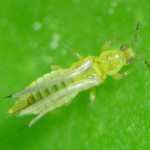 Control químico de Scirtothrips en cítricos