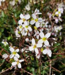 Figura 2. Flores de Diplotaxis erucoides (Rabanissia)