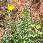 Cubiertas vegetales, plantas hospederas y Scirtothrips: Recomendaciones