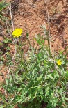 Figura 6. Ejemplar de Sonchus sp. (Llicson)